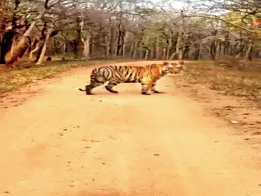 Tiger 