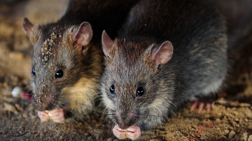 Rats Eat Cannabis : कोर्ट में पुलिस ने चूहों को लेकर बताया कुछ ऐसा, चौंक गए जज साहब