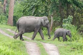 Elephants: 'Gajraj' is hurting farmers amidst the attack of Kudrat