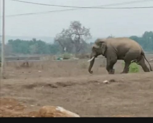 Elephant: An elephant separated from its group is creating havoc, people of 3 districts are worried.
