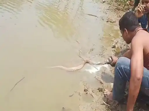 Naag Nagin Joda: Nagraj has taken the life of one, yet people are coming to feed milk to snakes.