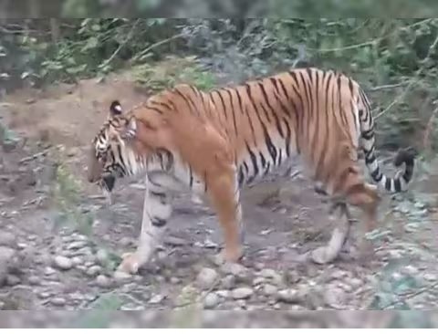 Tiger Attack: Tiger killed a human and ate half the dead body, people got scared