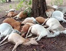 Rainfall Alert: 26 cattle died due to falling of grass, chances of rain in these districts today