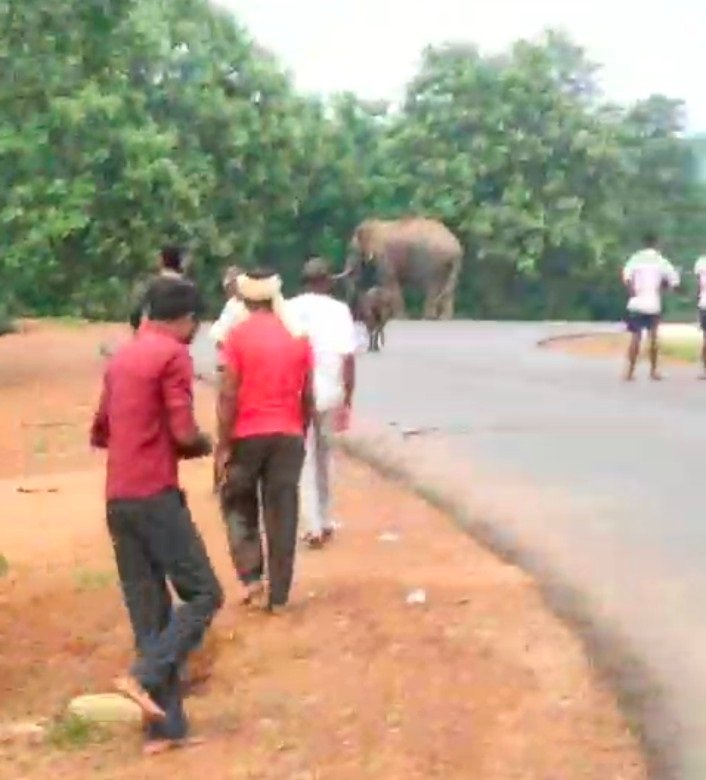 Elephant On Road: People were moving on the road, suddenly Gajraj came and created panic.