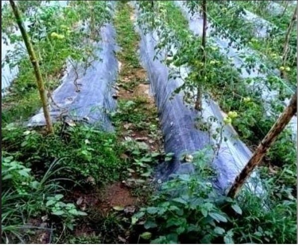 Grafted Tomato Farming