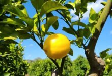 Lemon For Diabetes
