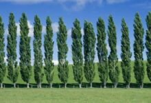 Poplar Tree Farming