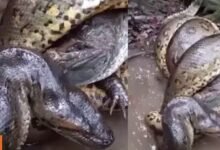 Snake Fight Video