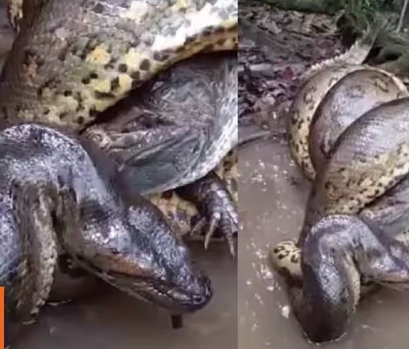 Snake Fight Video