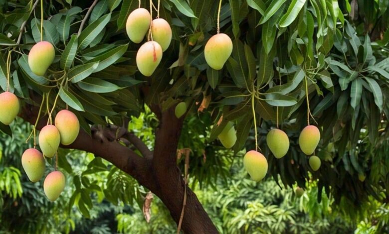 Mango Production in India : किन राज्यों में होता है सबसे ज़्यादा आम का उत्पादन, कौन-सी किस्में हैं सबसे मशहूर 1 Mango Production in India