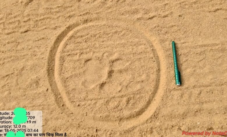 Tiger Spotted In Dhamtari