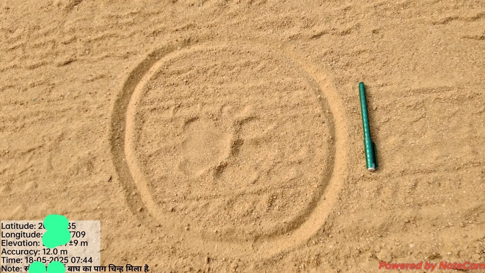 Tiger Spotted In Dhamtari