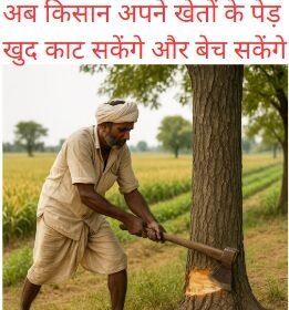 Agriculture Land Tree Clearance