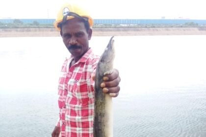 Bam Fish