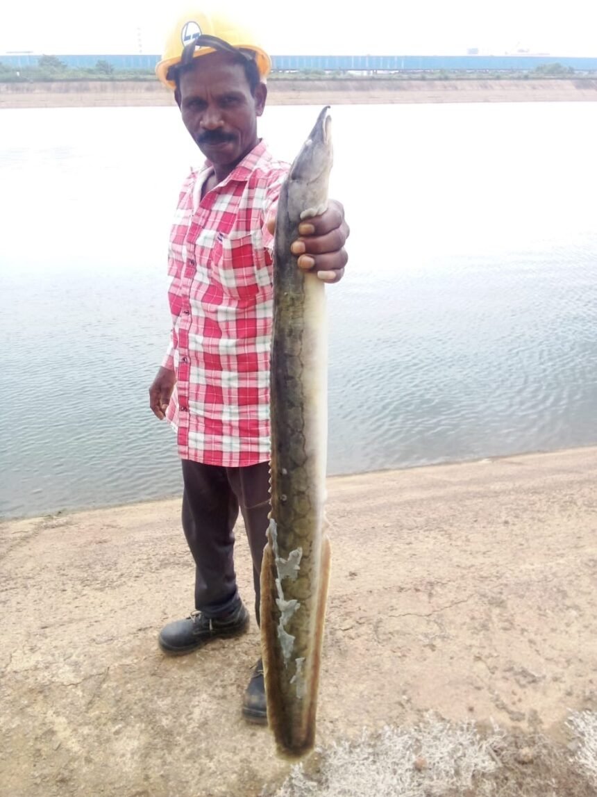 Bam Fish