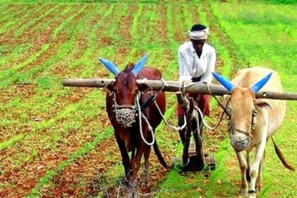 Cooperative Society Fertilizer Crisis