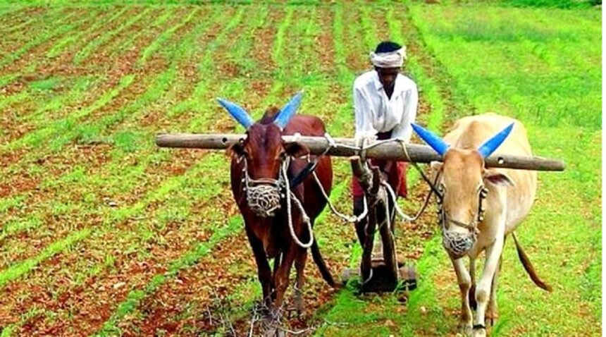 Cooperative Society Fertilizer Crisis