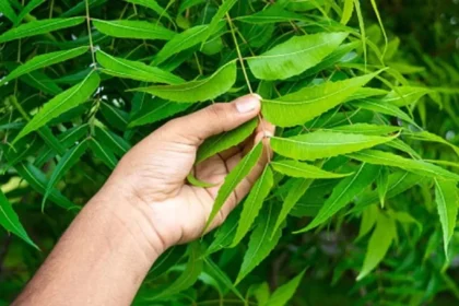 Neem Leaves Benefits