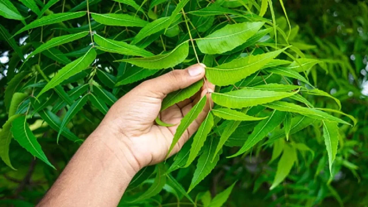 Neem Leaves Benefits