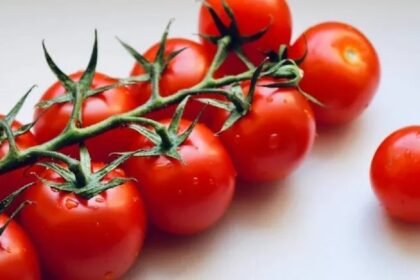 Cherry Tomato Farming At Home