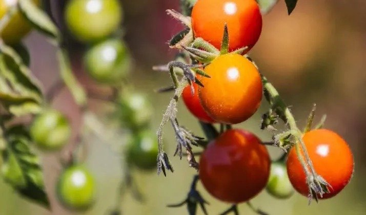 Cherry Tomato Farming At Home