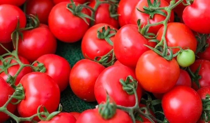 Cherry Tomato Farming At Home