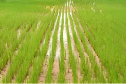 Bakanae Disease In Rice