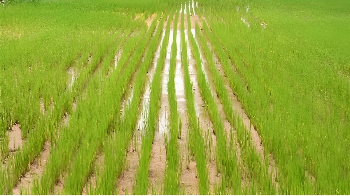 Bakanae Disease In Rice