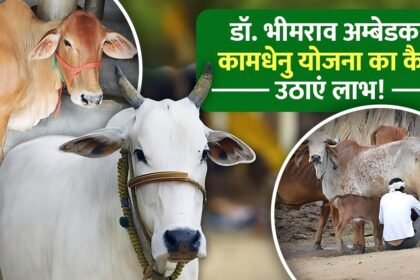 Dr. Bhimrao Ambedkar Kamdhenu Yojana
