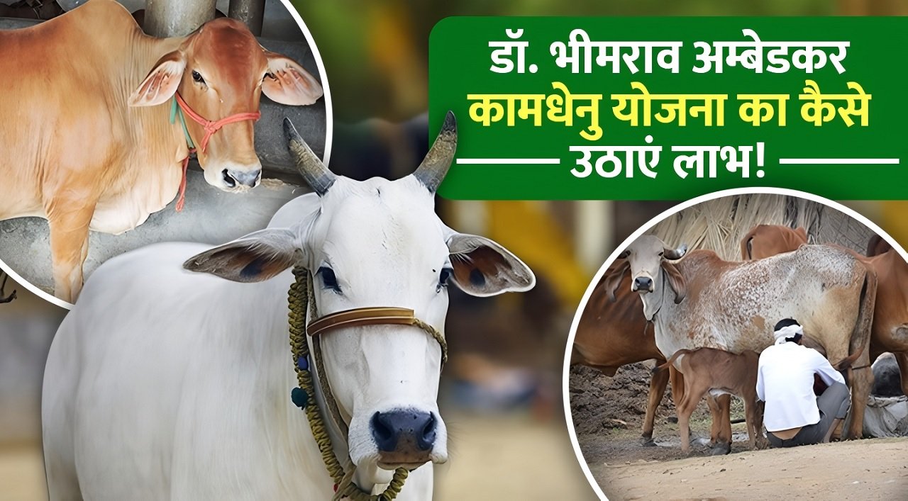 Dr. Bhimrao Ambedkar Kamdhenu Yojana