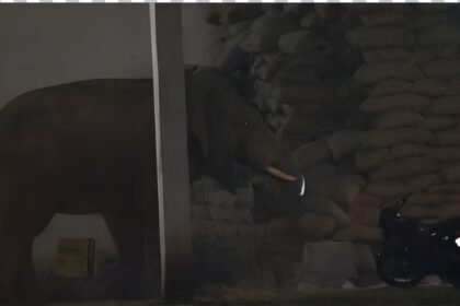 Elephant Attack Raigarh Rice Mill