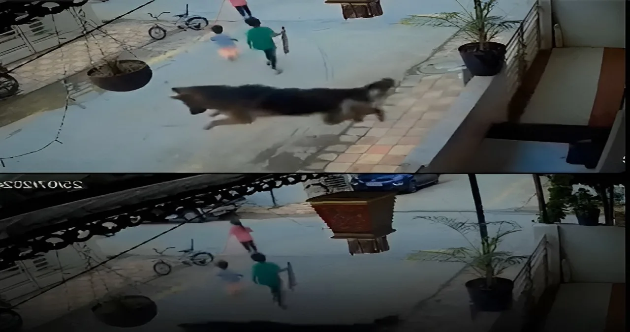 German Shepherd Saves Kids