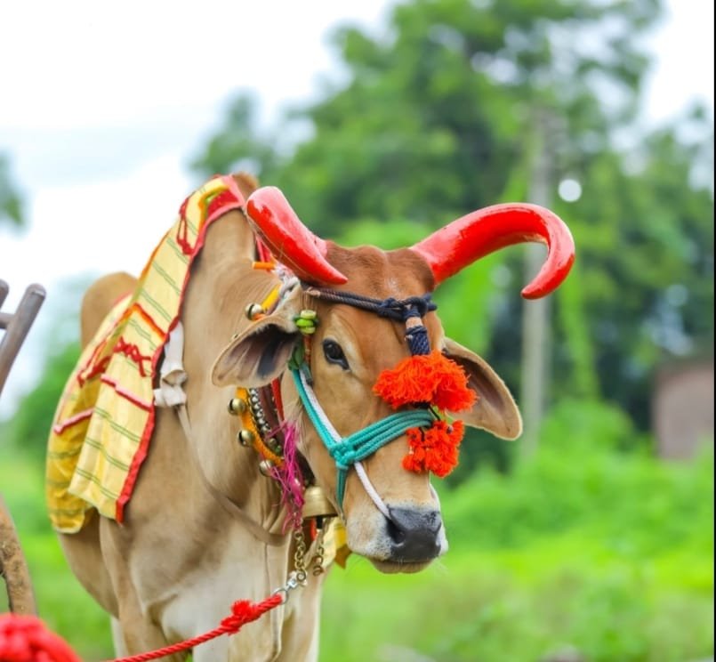 Pola Tihar