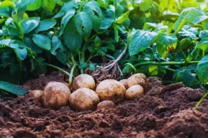 Potato Farming Preparation