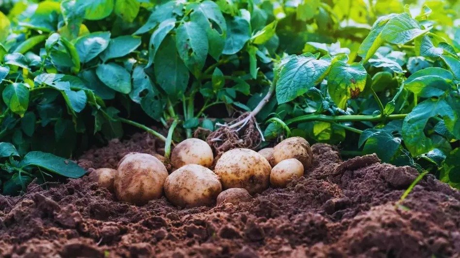 Potato Farming Preparation
