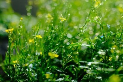 Grow Mustard Greens at Home