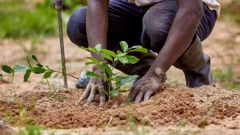 Agro Trees