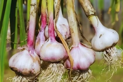 Grow Garlic at Home