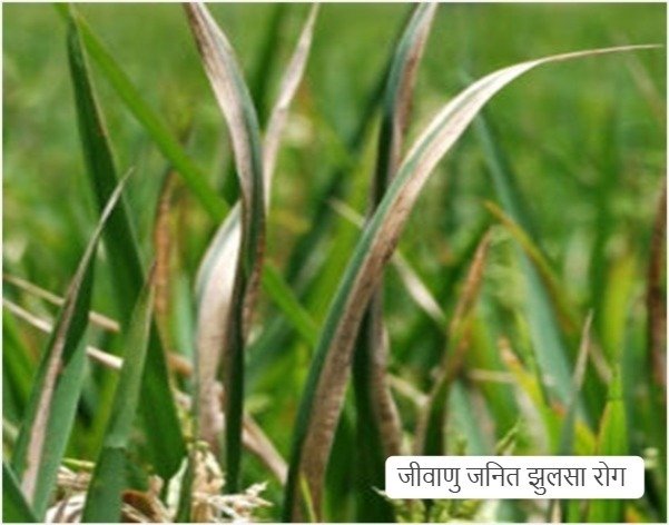 Paddy Crop Disease Control
