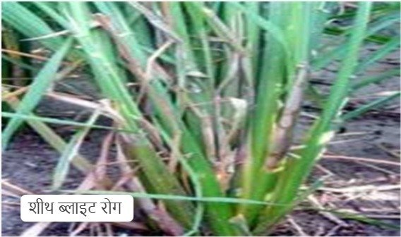 Paddy Crop Disease Control