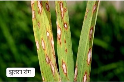 Paddy Crop Disease Control