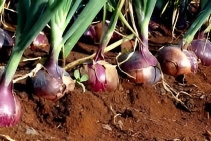 Onion Seeds Online
