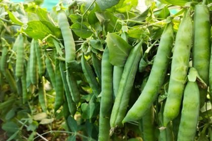 Pea Farming Guide