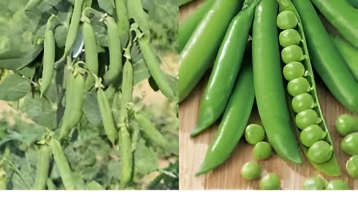 Pea Seed PB-89