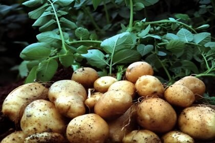 Potato Farming Tips