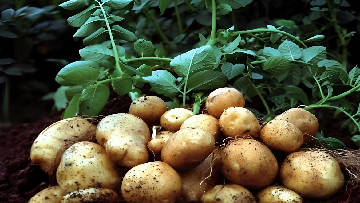 Potato Farming Tips