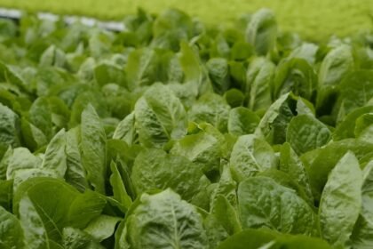 Spinach Seeds Online