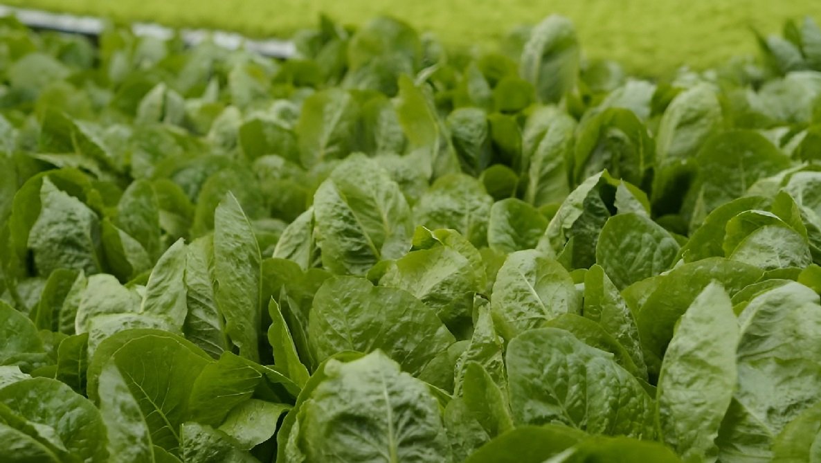 Spinach Seeds Online