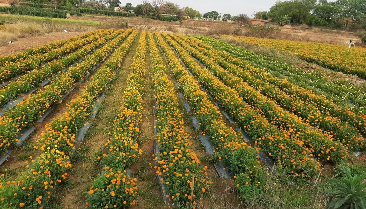 Floriculture Growth