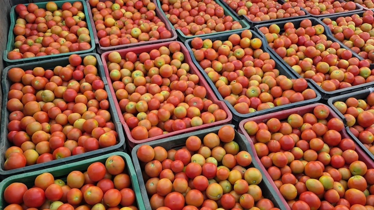Grafted Tomato Farming